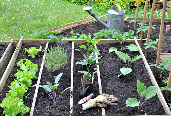 Grow your own vegetable garden at home during lockdown!