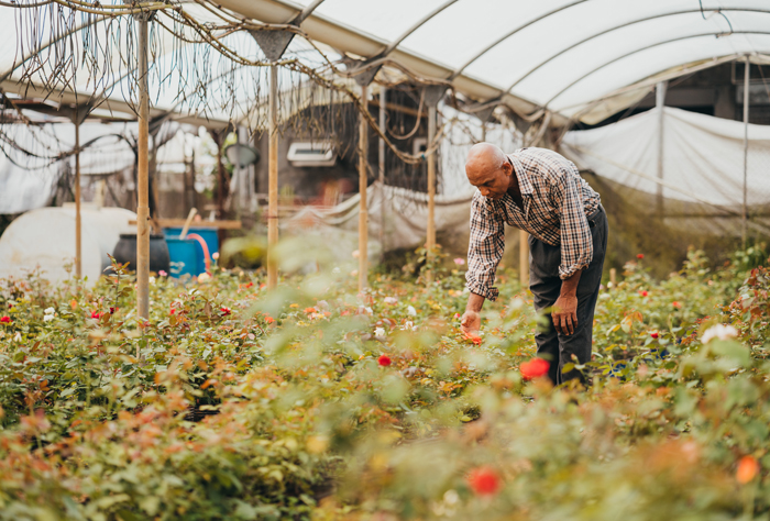 Moka et ses roses : au cœur d’une romance