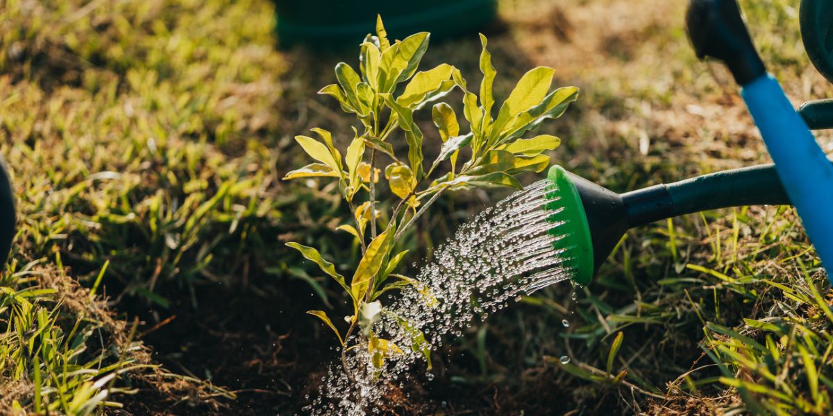 Moka celebrates Arbor Day: 340 trees planted